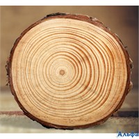 Спил дерева ясень с корой 9 см+-1 см, толщ. 1 см РА-00021972